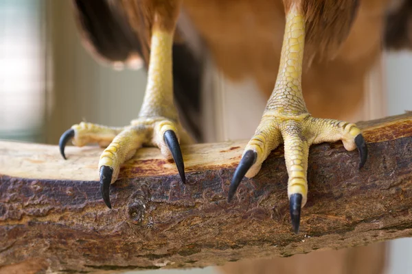 Garras de águila —  Fotos de Stock