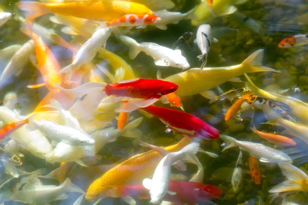 Peixes de koi de prosperidade — Fotografia de Stock