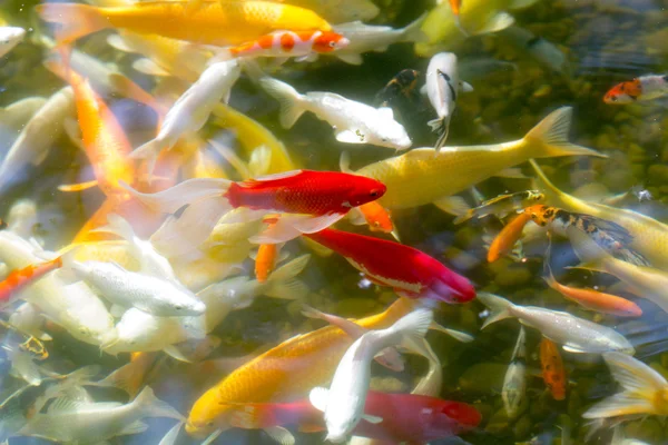 Prosperity koi fishes — Stock Photo, Image