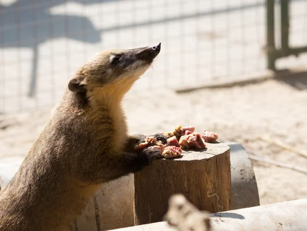 Vit-nosed näsbjörnar — Stockfoto