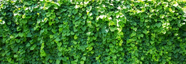 Ivy covered wall — Stock Photo, Image