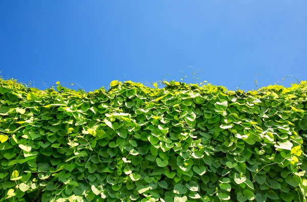 Ivy gedekt muur — Stockfoto