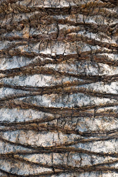 Palm bark — Stock Photo, Image