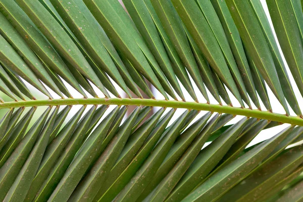 Foglia di palma verde lussureggiante — Foto Stock