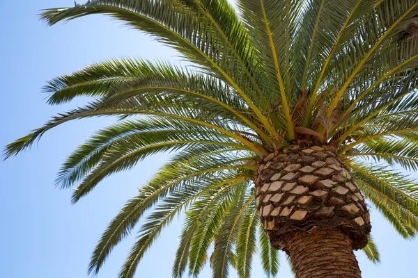 Big palm — Stock Photo, Image