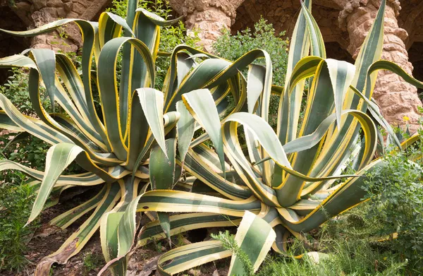 Aloe bushes — Stock Photo, Image