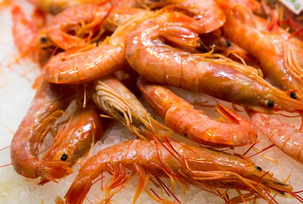 Shrimps on ice — Stock Photo, Image