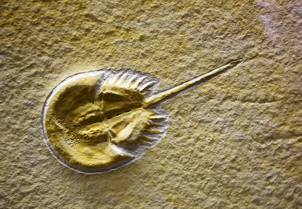 Fossil — Stock Photo, Image