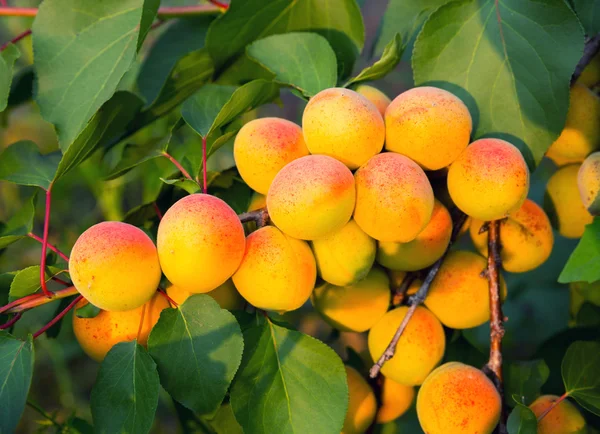 Ripe apricots — Stock Photo, Image