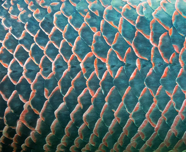 Hintergrund der riesigen Fischschuppe — Stockfoto