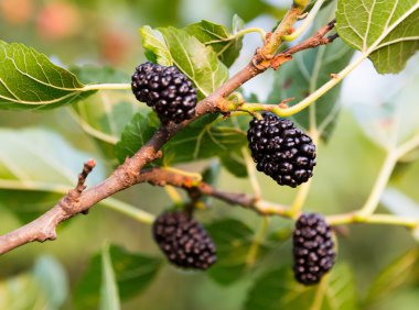 Growing mulberries clipart
