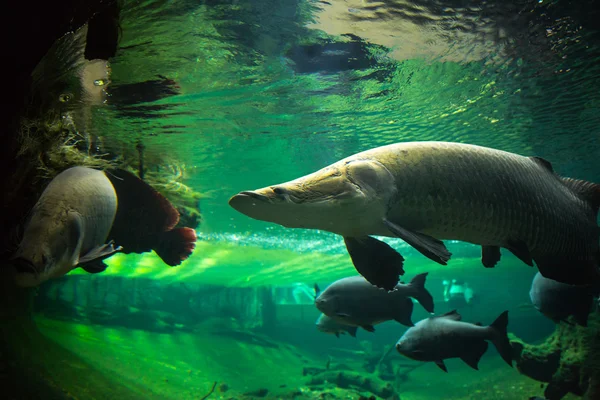 Giant fishes underwater — Stock Photo, Image