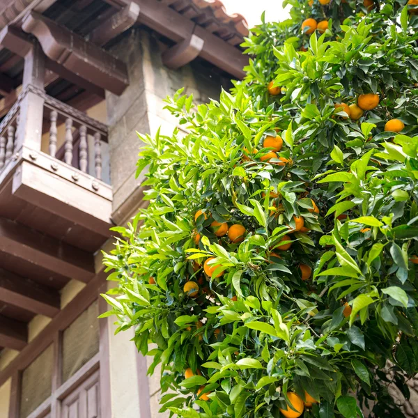 Tangerine träd — Stockfoto