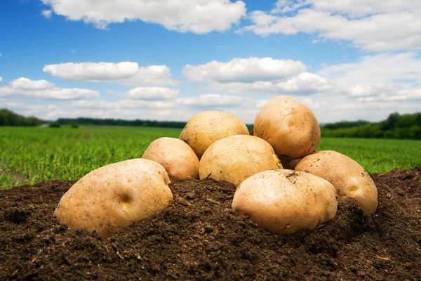 Kartoffeln auf dem Boden unter dem Himmel — Stockfoto