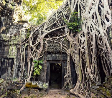 angkor Tapınağı bir parçası