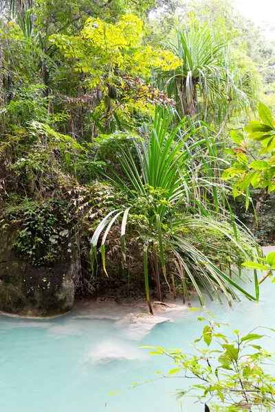 Tropical pond — Stock Photo, Image