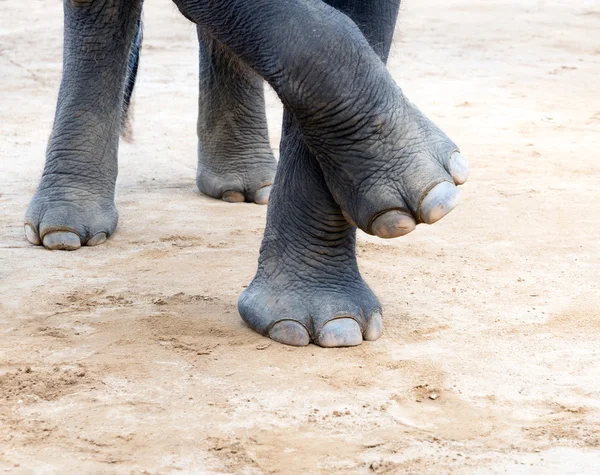 Piernas de elefante — Foto de Stock