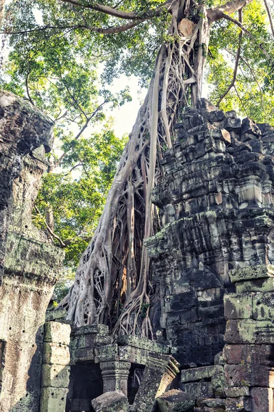 Rovine nella foresta tropicale — Foto Stock