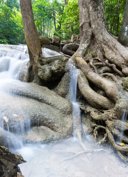Tree roots and waterfall — Stock Photo, Image