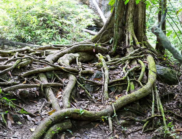 Raízes tropicais verdes — Fotografia de Stock