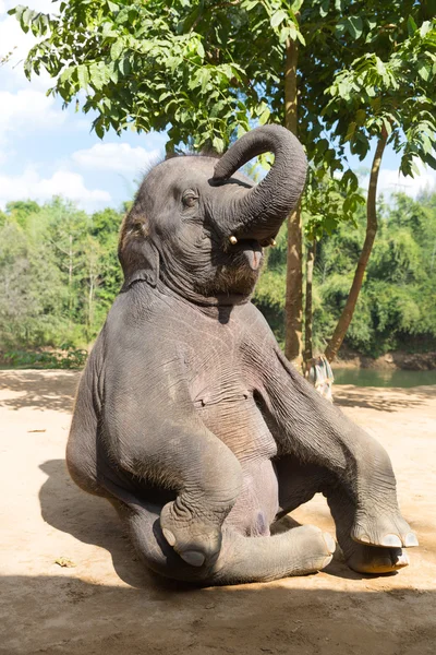 Elefante sentado — Foto de Stock