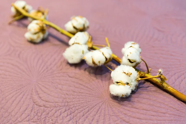 Bomull gren isolerad på rosa — Stockfoto