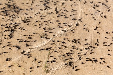 gölet Kurbağa yavrularını