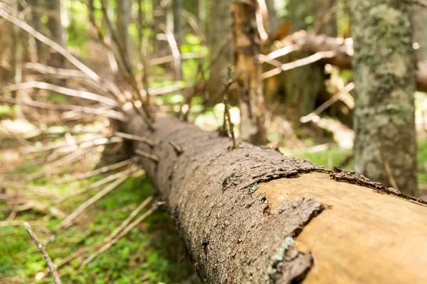 Gamla torra träd — Stockfoto