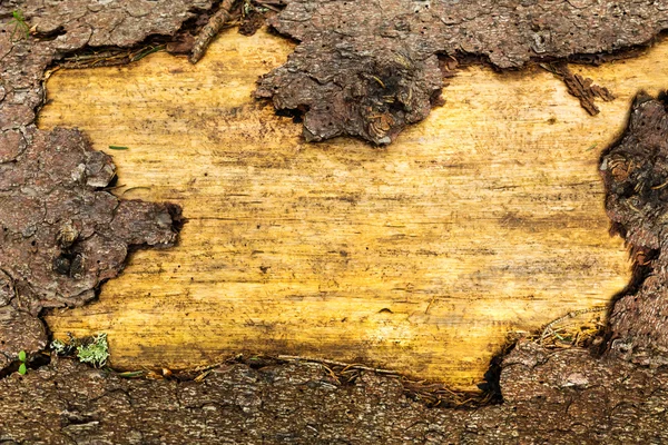 Textura veche din lemn — Fotografie, imagine de stoc
