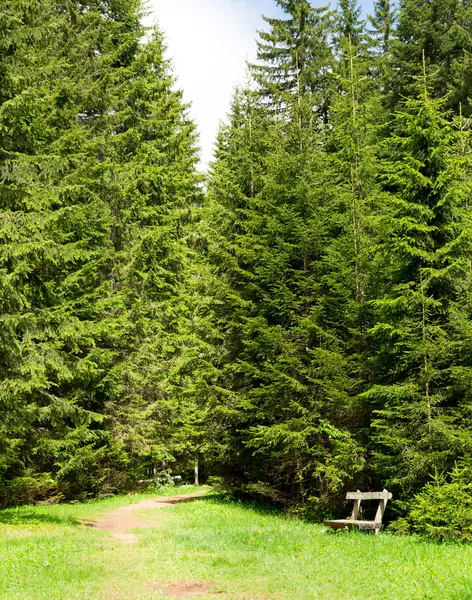 ต้นไม้ป่า — ภาพถ่ายสต็อก