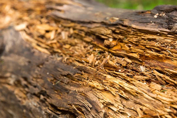 Vieja madera podrida — Foto de Stock