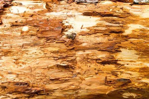 Altes morsches Holz — Stockfoto