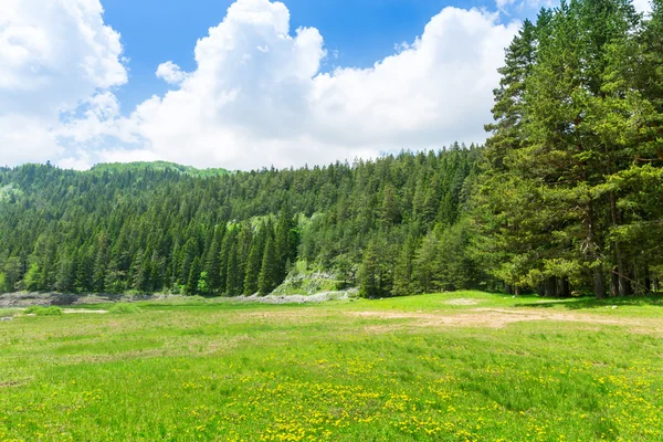 Lesní krajina — Stock fotografie