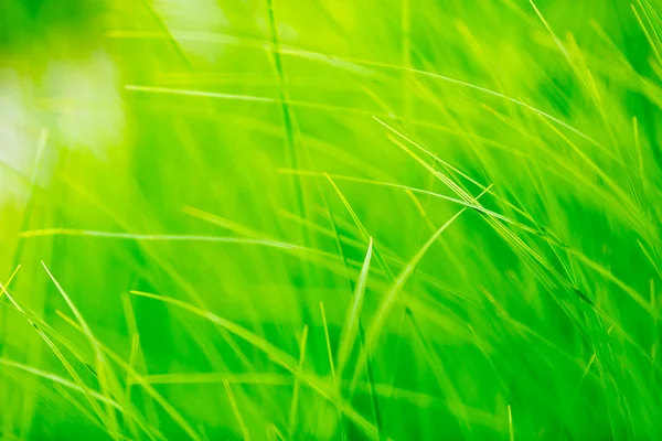 Våren gräs i solljus — Stockfoto