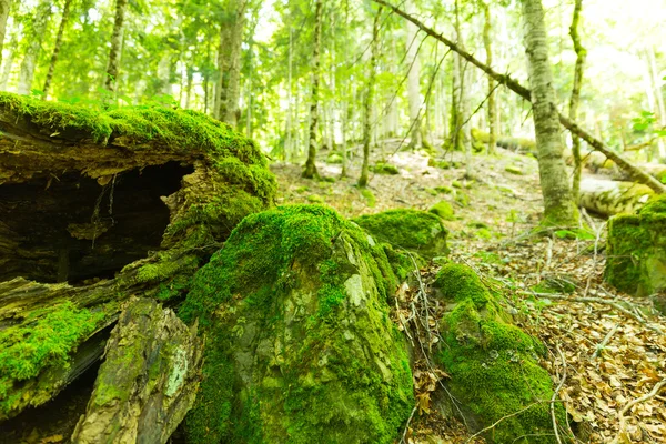Mossa i skogen — Stockfoto