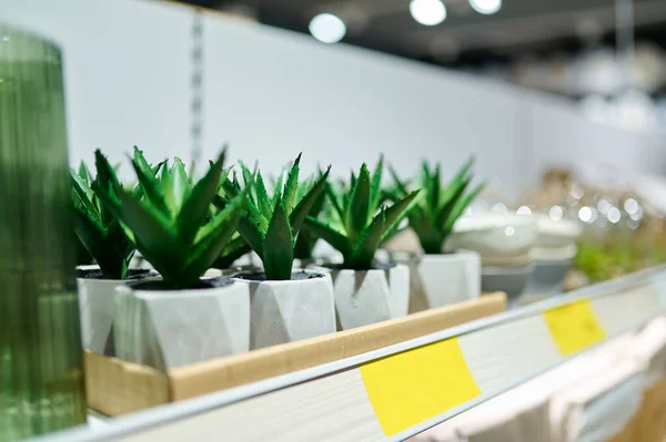 Potted succulent on store shelves selective focus — 图库照片