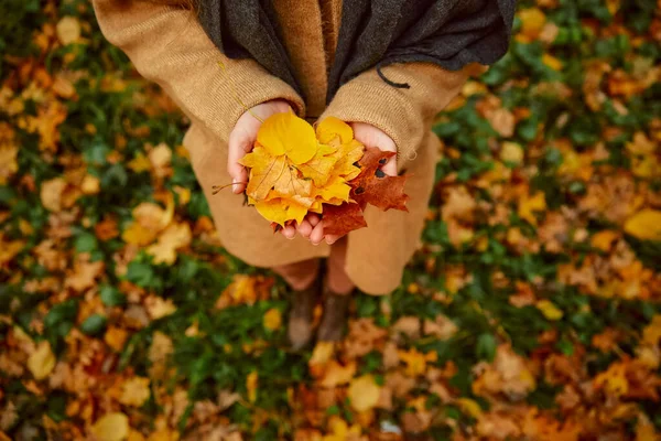Autumn leaves in female hand top view — Fotografia de Stock