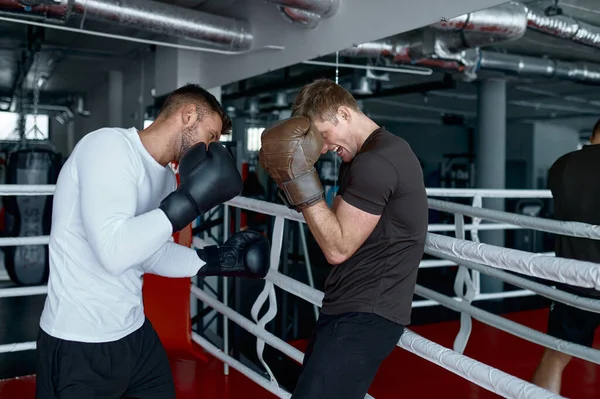 Two Male Sparring Partners Sportsman Wearing Boxing Gloves Practice Kicks — Stock Photo, Image