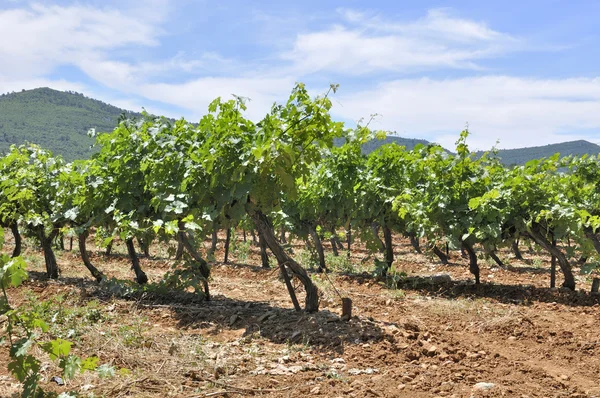 Vinrankorna växt — Stockfoto