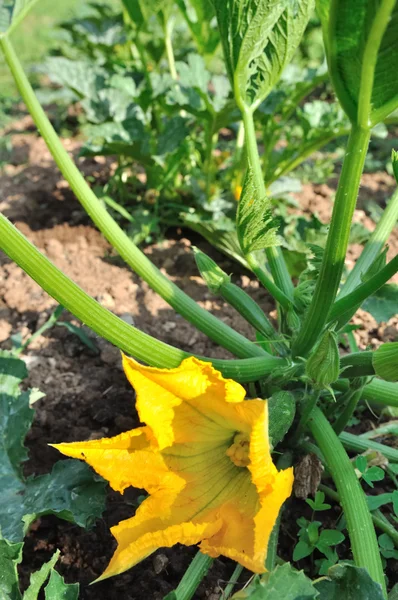 Flower of zucchini — Stock Photo, Image