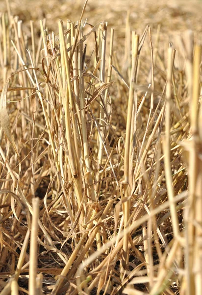 Стовбури пшениці зібрані — стокове фото