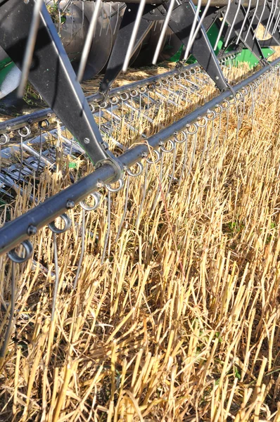 Couper un champ de blé — Photo