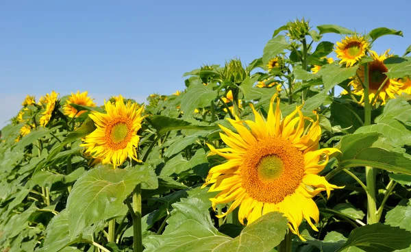 Gebied van zonnebloemen — Stockfoto