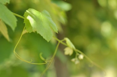 Sarmaşık Yaprağı
