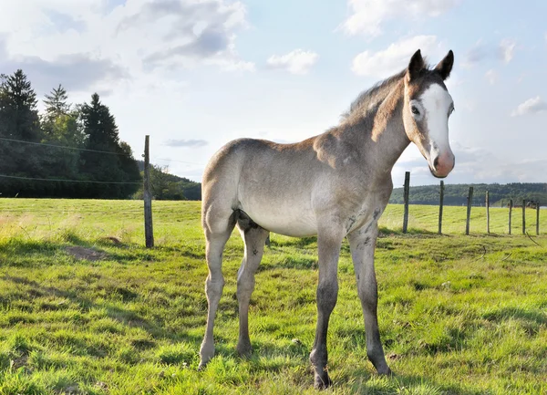 Young foal — Stock Photo, Image