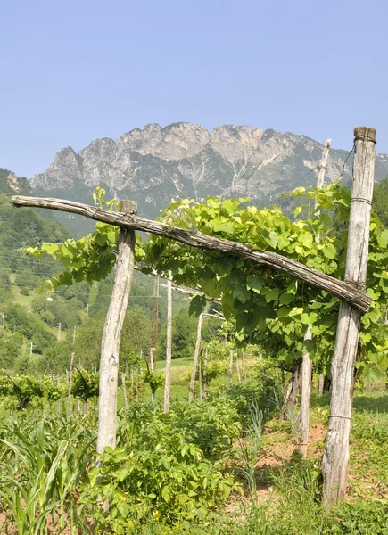 Viñas en sus tutores — Foto de Stock