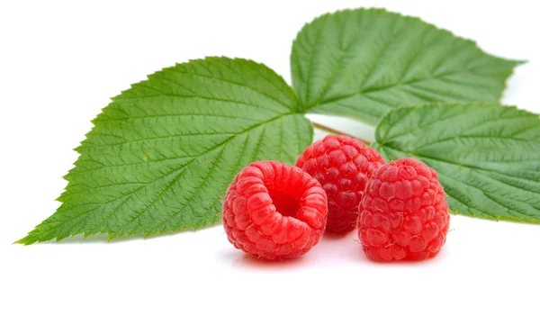 Threesome of raspberries — Stock Photo, Image