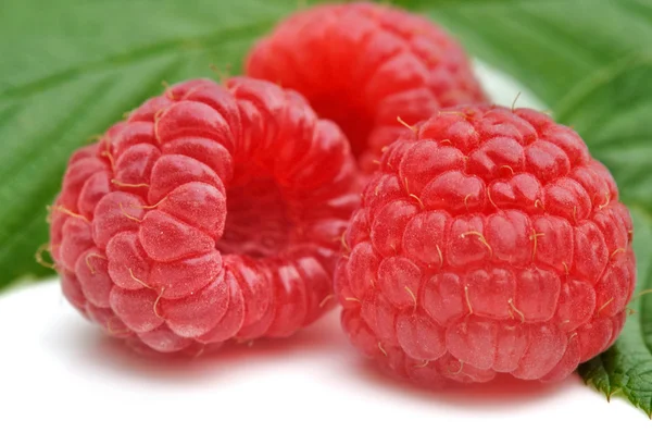 Threesome of raspberries — Stock Photo, Image
