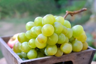beyaz üzüm