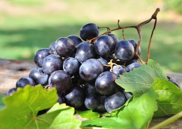 Uvas pretas — Fotografia de Stock